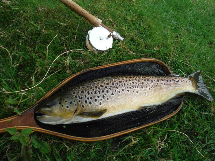 Avon trout